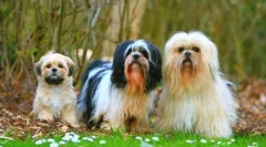 Lhasa apso (снимка): преданост и сериозност в игривите